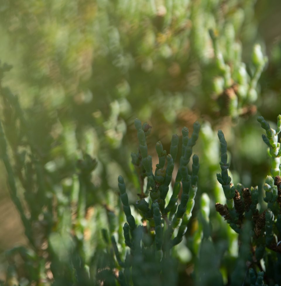 A bunch of samphire, a type of native succulent on Rottnest Island