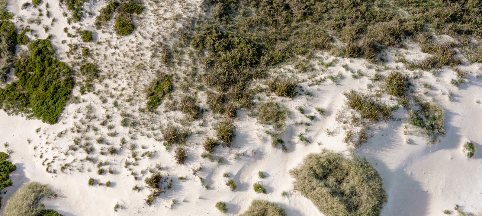 An overhead view of the sandy vegetation on Rottnest Island