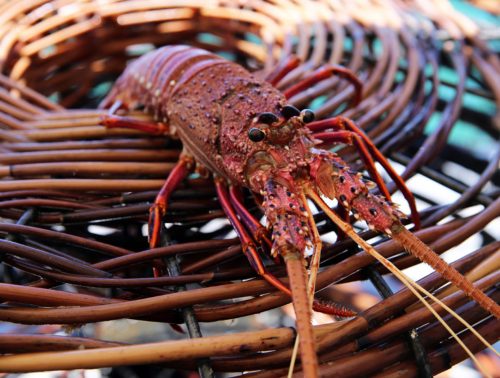 A red crayfish is caught in a woven pot