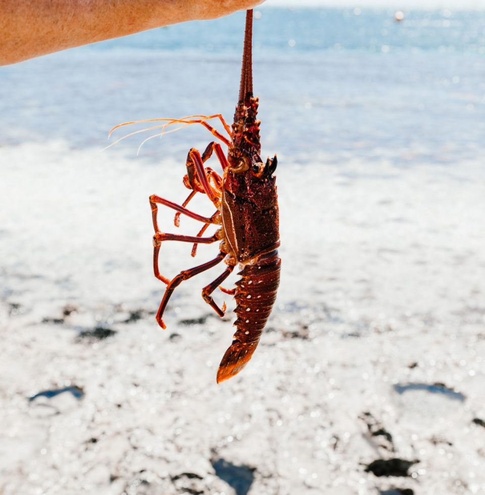 A fisherman holds a crayfish in the air