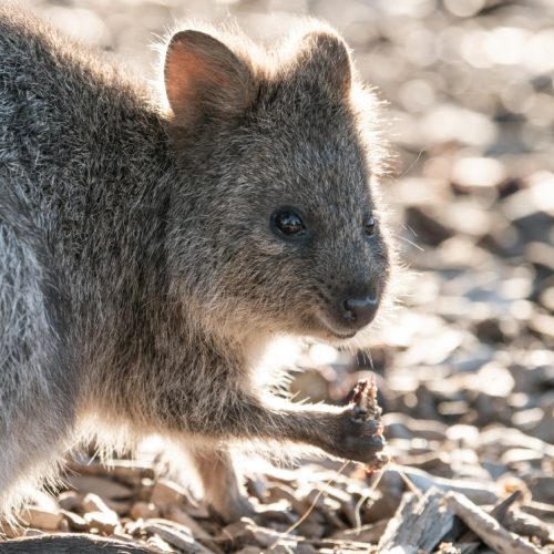 Quokka on Rottnest