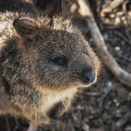 Learn About Quokkas & Where To Find Them - Samphire Rottnest