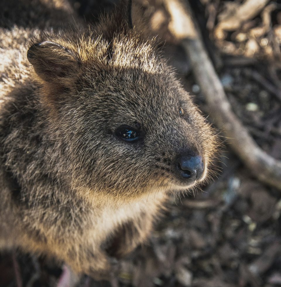 A Quokka on Rottnest Island