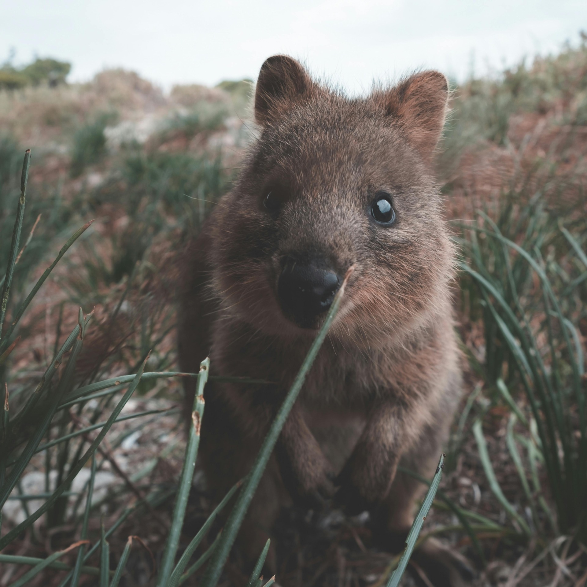 Learn About Quokkas & Where To Find Them - Samphire Rottnest