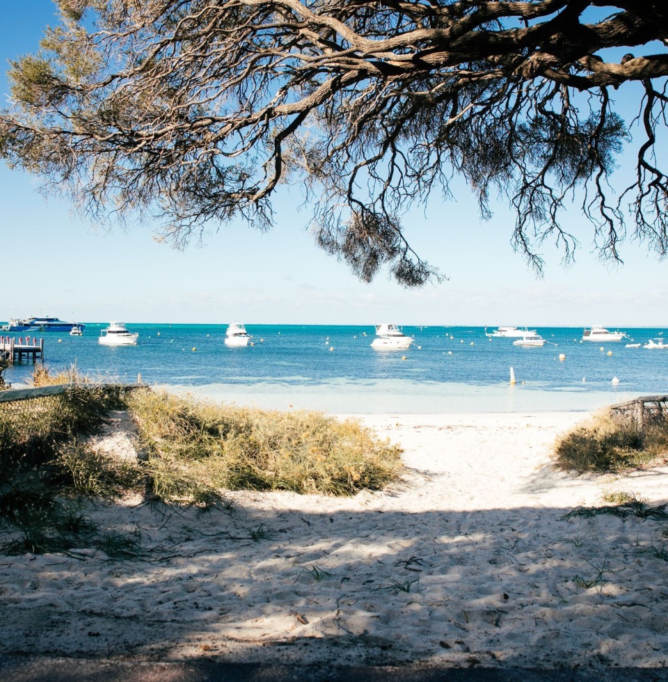 Trees fring the walkway down to Thomson Bay, with blue ocean water and yachts in the distance